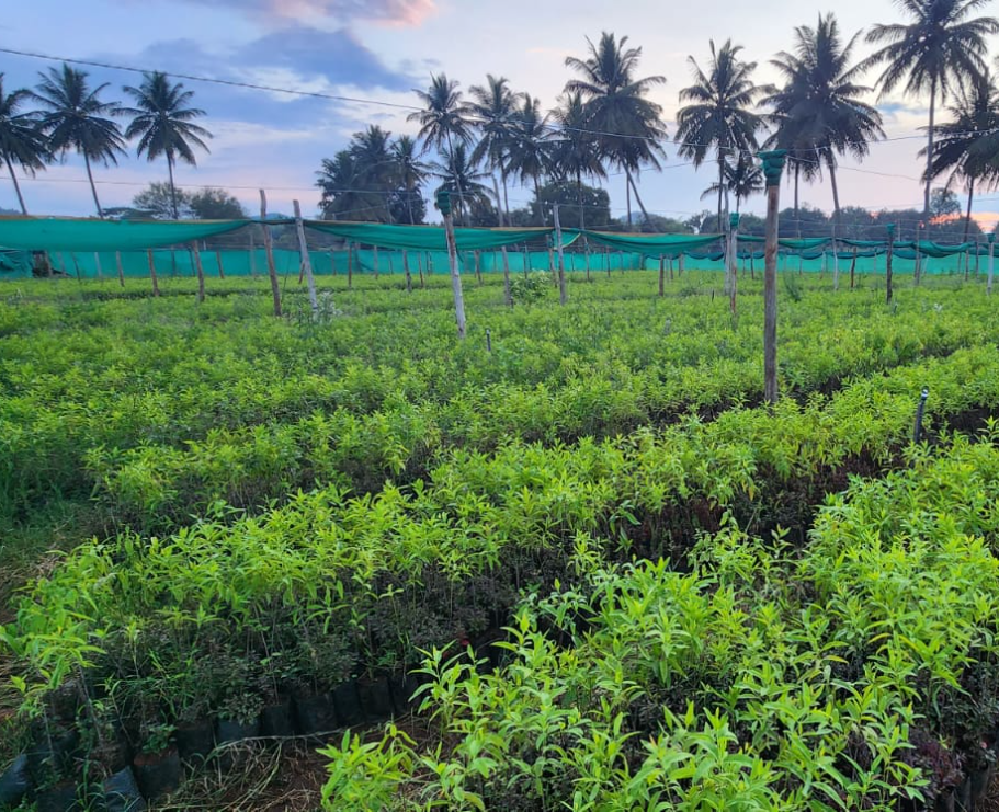 Sandalwood Plant (1.5 ft) Plants — Sandalwood sapling available at Agro Nursery Garden